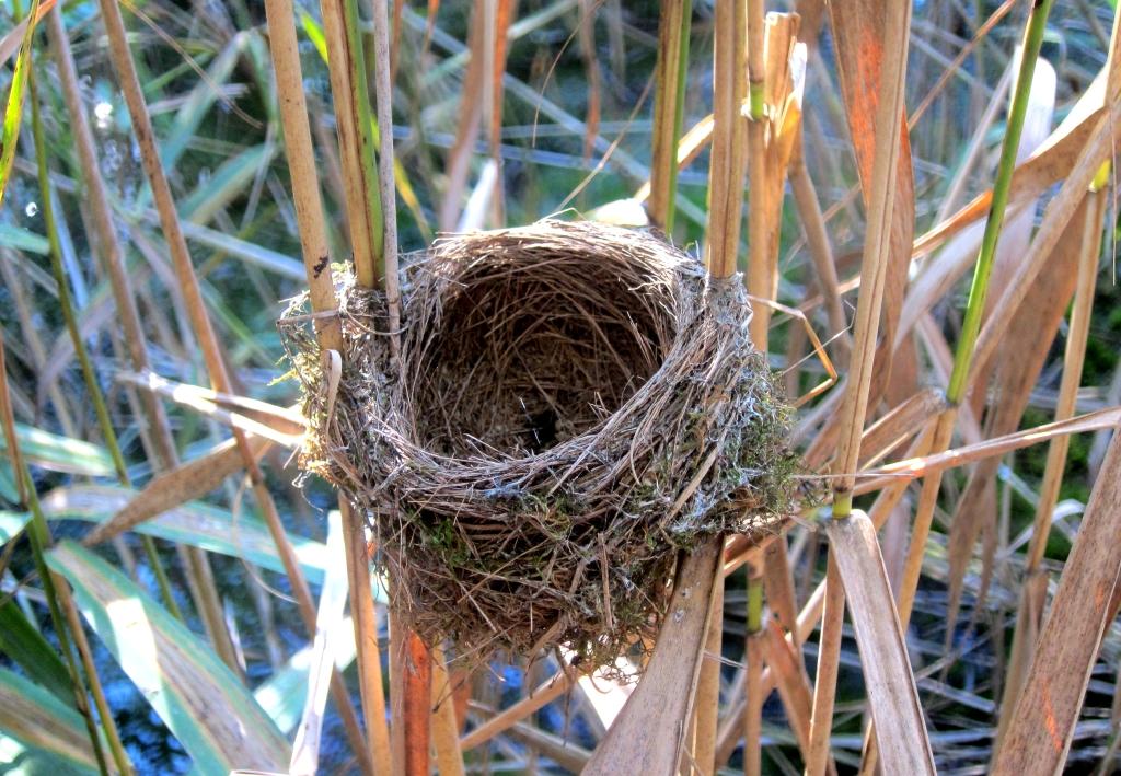 Teichrohrsaenger-Nest